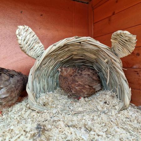 Image 2 of Coturnix Quail, point of lay. 1 male 4 female