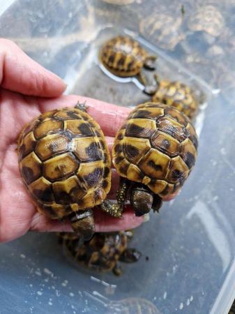 Image 8 of Hermanns Baby tortoises Hatched 2023