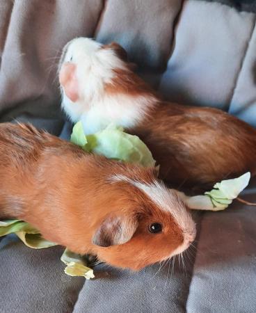 Image 4 of Baby Guinea pigs for sale