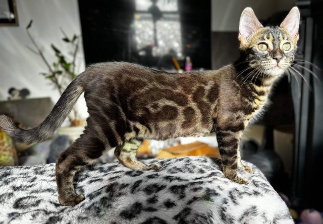 Preview of the first image of 2 beautiful bengal girl kittens.