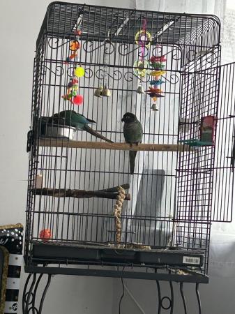 Image 3 of 2 blue conures for sale