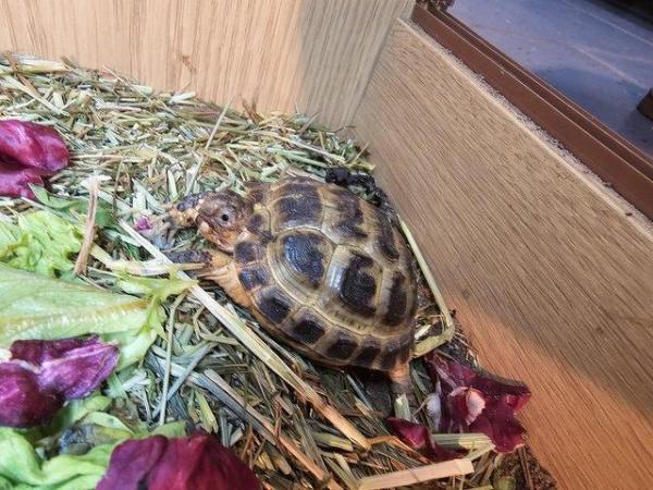 Image 6 of Horsfield Tortoises For Sale Cb22