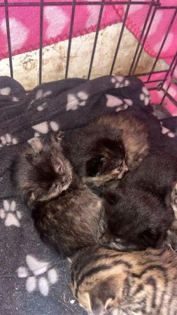 Image 5 of Gorgeous kittens looking for their forever home x