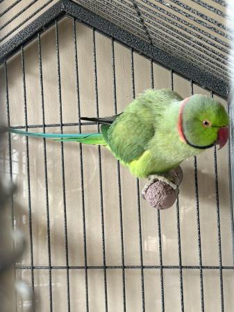 Image 3 of Male Indian Ringneck 4 years old