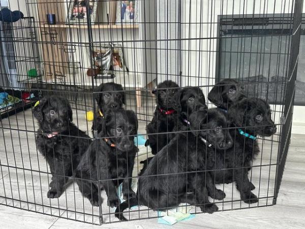 Image 12 of Labradoodle F1B puppies REDUCED 3 LEFT