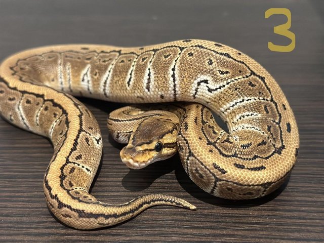 Preview of the first image of Hatchling Ball Python / Royal Python.