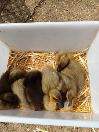 Image 1 of Indian Runner X Khaki Campbell Ducklings