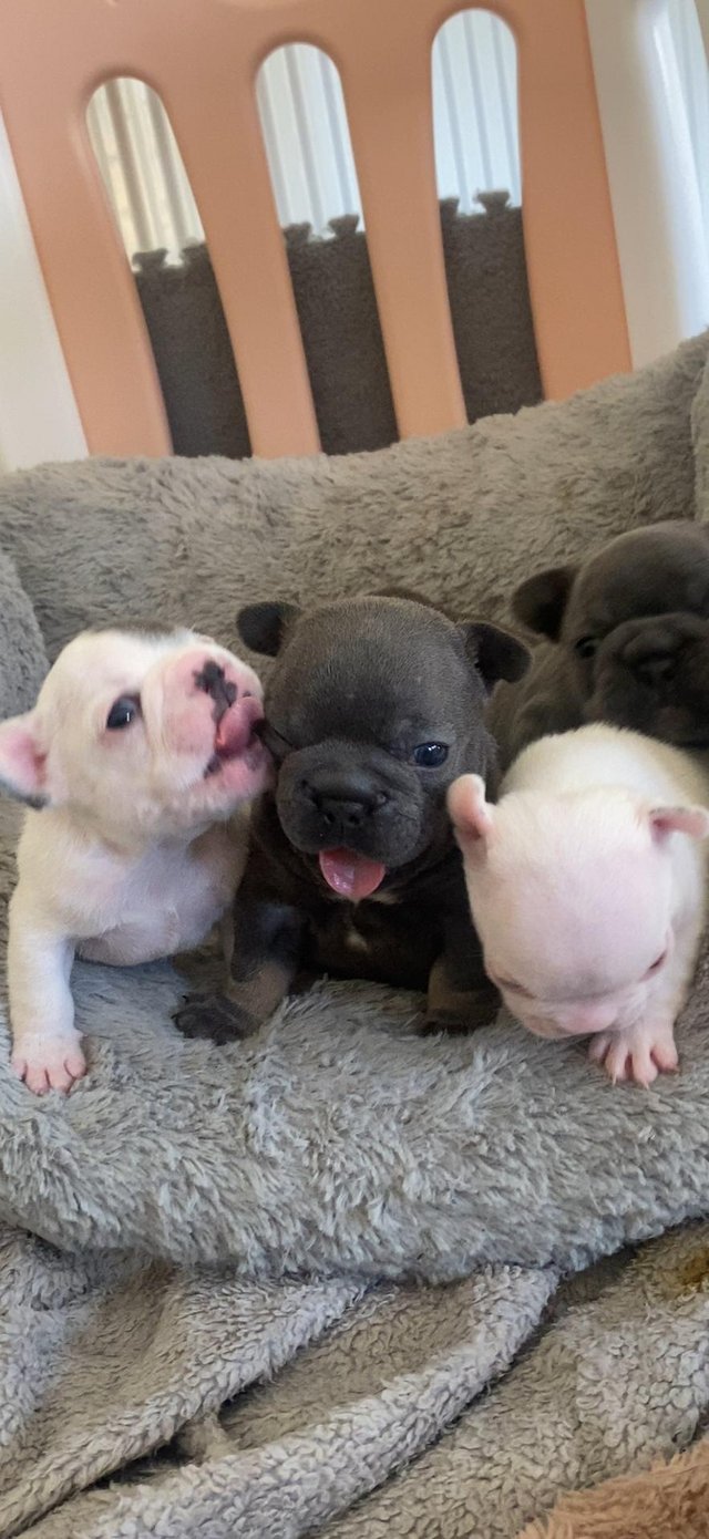 Preview of the first image of 7 week old beautiful French bulldog puppies.