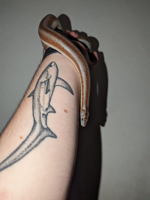 Preview of the first image of 19 Year Old CB Female Rosy Boa.