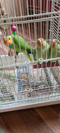 Image 1 of I have ringneck baby's for sale green colour
