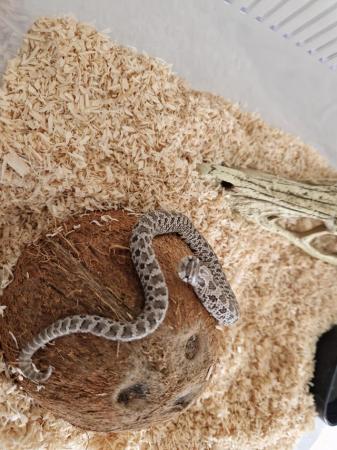 Image 2 of 6 month old western hognose snake for sale.