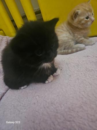 Image 7 of Fluffy ginger kittens and 1 black and white