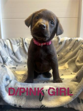 Image 6 of READY SOON! KC Health Tested Chocolate Show Labrador Puppies