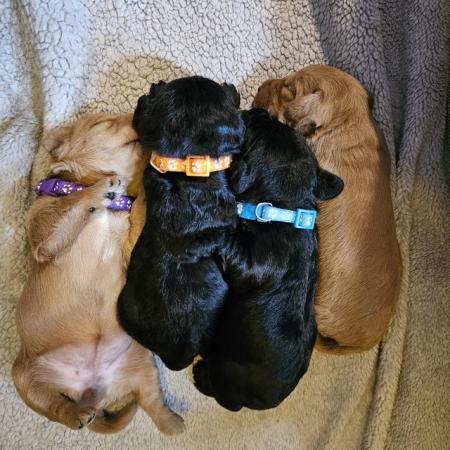 Image 12 of Labradoodle puppies **Health tested parents**