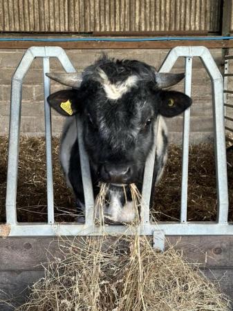 Image 2 of Shetland bull (pedigree registered)