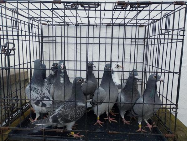 Image 1 of Racing pigeons available all ages