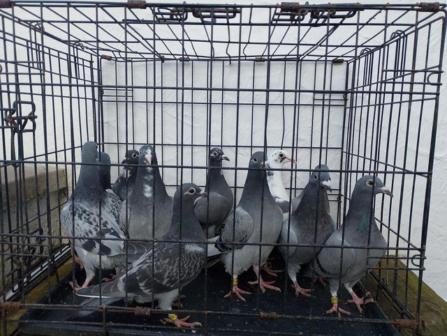 Preview of the first image of Racing pigeons available all ages.
