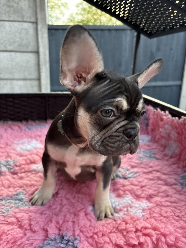 Preview of the first image of Last one left ready todayKC REG French bulldog puppies.
