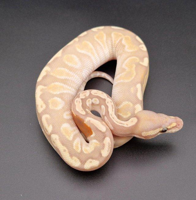 Preview of the first image of Banana GHI Mojave Male Ball Python 230307.