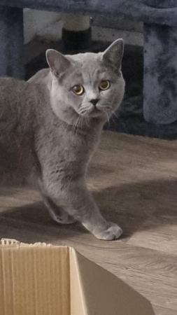 Image 3 of BRITISH SHORT HAIR BLUE CAT1234