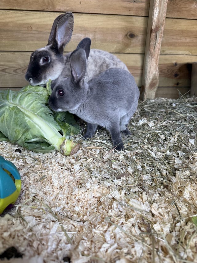 Beautiful mini Rex rabbits for sale — photo 2 of 4