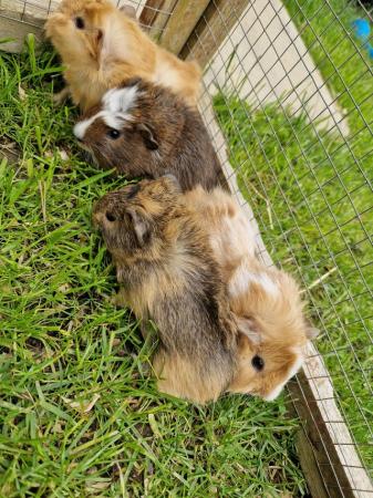Image 5 of Baby Guinea pigs for sale