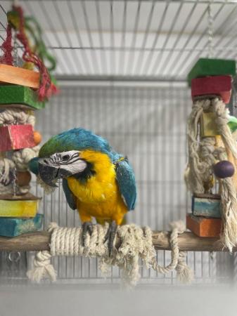 Image 3 of Supertame Baby blue and gold macaw parrot