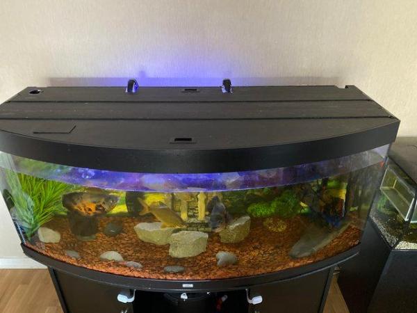 Image 4 of 500l jewel fish aquarium £350 (bare tank and stand)