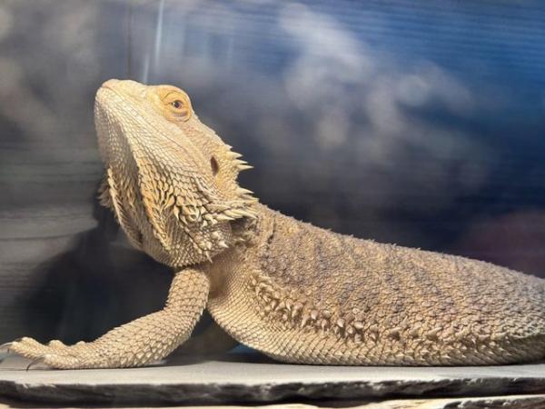 Image 1 of Bearded Dragon with full set up for sale