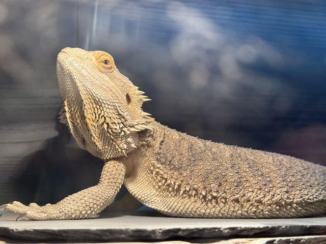 Preview of the first image of Bearded Dragon with full set up for sale.
