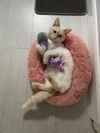 Image 1 of 8 months Flame point siamese cross rag doll Rare Female