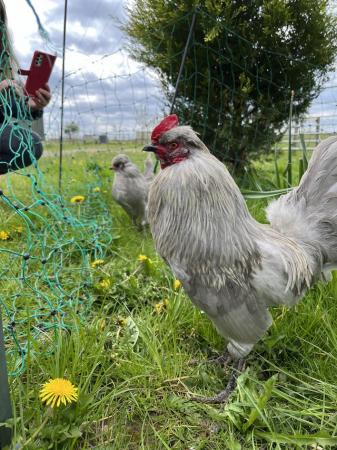 Image 4 of Very Rear lavender and or white pure bread Araucana bantams