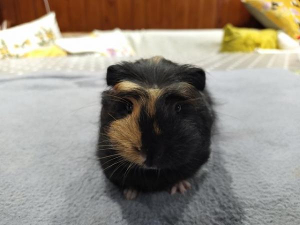 Image 4 of Female Silkie coronet guinea pig baby for sale