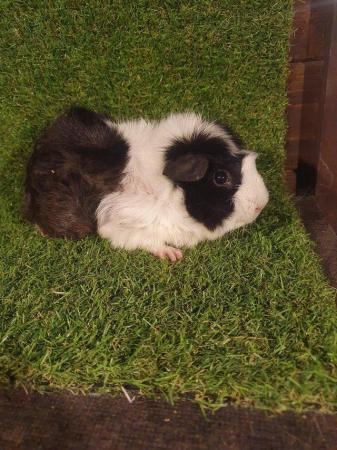 Image 19 of Guinea pigs males and females