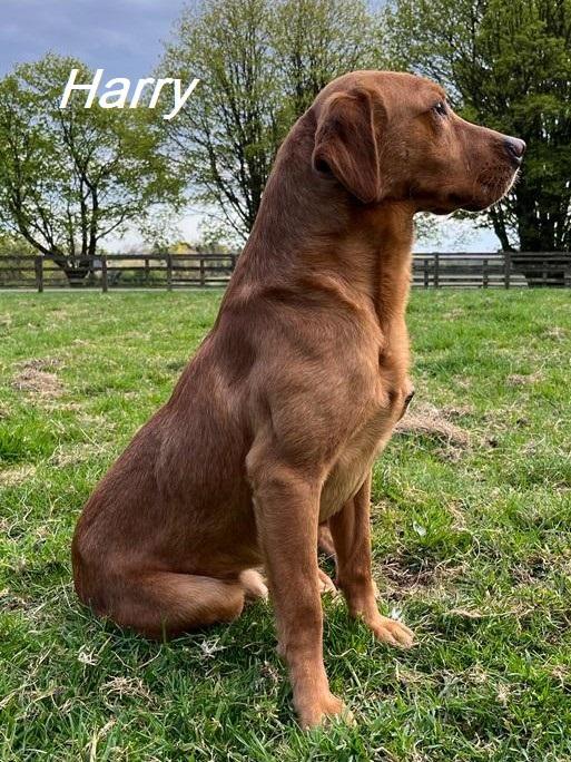 Preview of the first image of Labrador fox red at stud. KC registered health tested..
