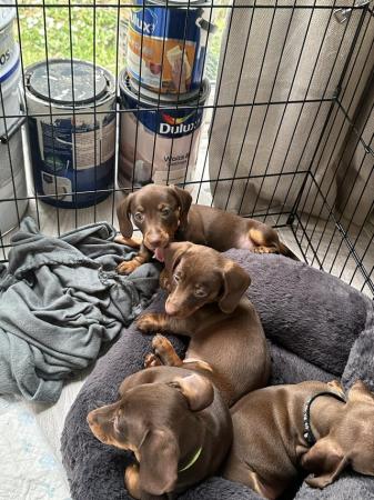 Image 4 of **READY TO LEAVE** miniature dachshund puppies for sale