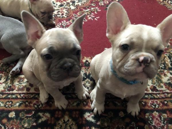 Image 11 of Frentch bulldog for sale