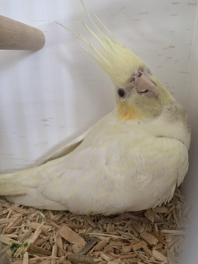Preview of the first image of WANTED female cockatiels.