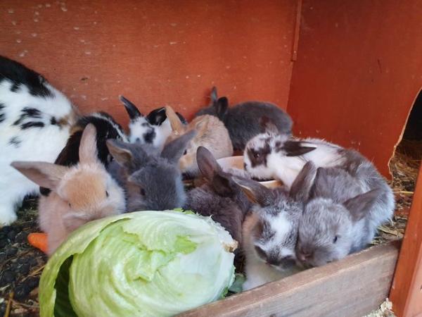 Image 1 of Baby mini lop rabbits for sale