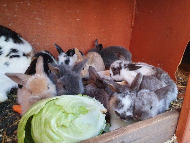 Preview of the first image of Baby mini lop rabbits for sale.