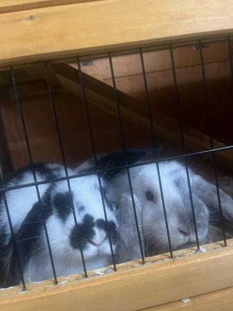 Image 4 of Two female lop rabbits for rehoming
