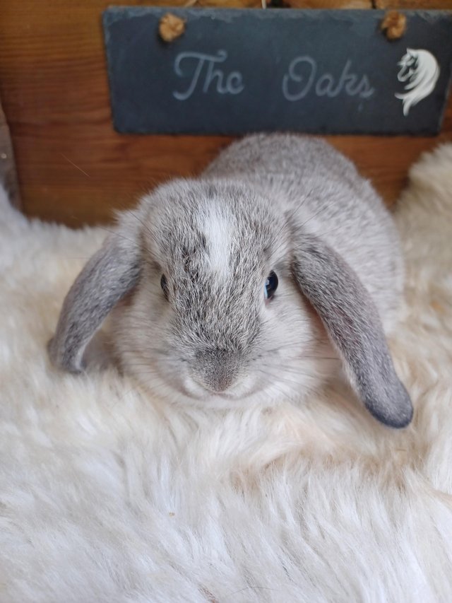 Preview of the first image of Baby lop buck stoke on trent.