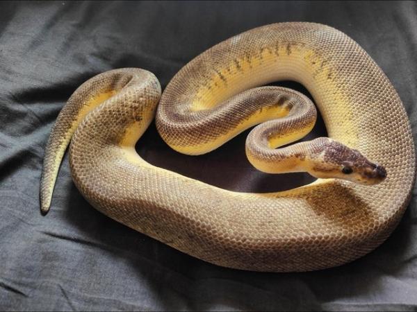 Image 4 of Royal python morphs for sale