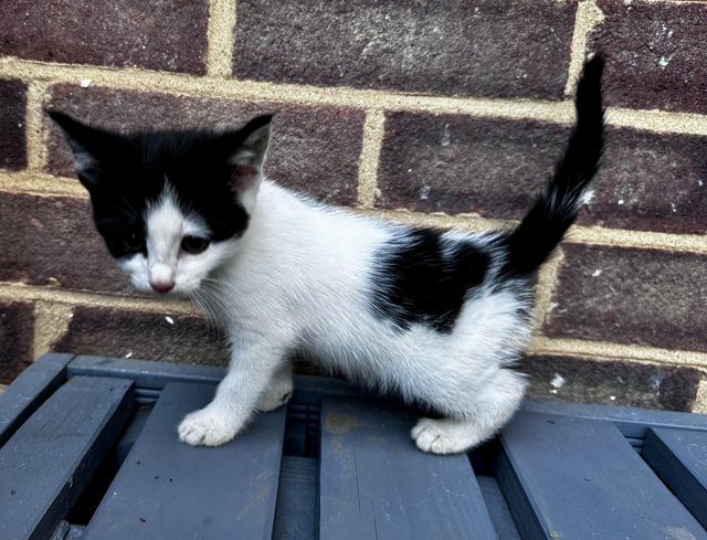 Kittens beautiful fully energy