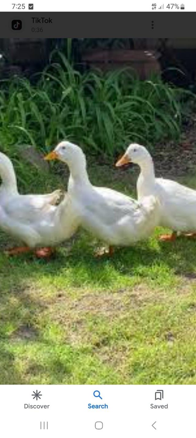 Preview of the first image of Ducks for sale 20 each male and female.