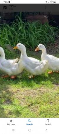 Image 1 of Ducks for sale 20 each male and female