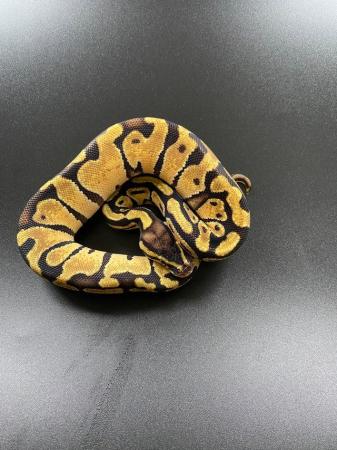 Image 4 of Various morphs of ball pythons.