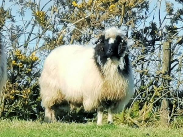 Image 3 of Fibre sheep Valais Black Nose (VBN) x Jacob