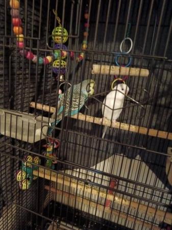 Image 4 of 17 month old breeding budgies and cage
