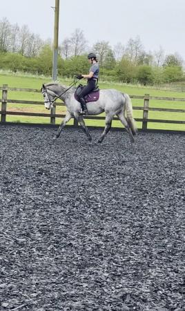 Image 3 of Knight 15.3hh 7 year old tb ROR eligible